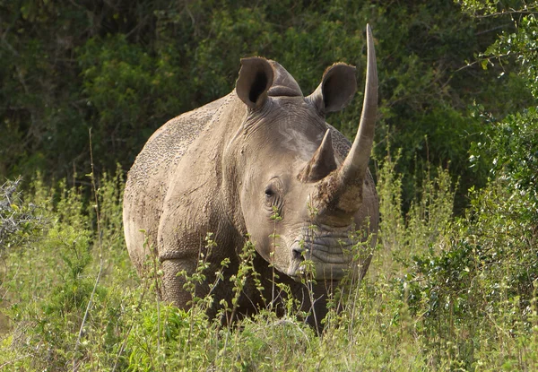 非洲犀牛 免版税图库照片