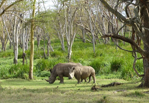 Nosorożce w Afryce Obraz Stockowy