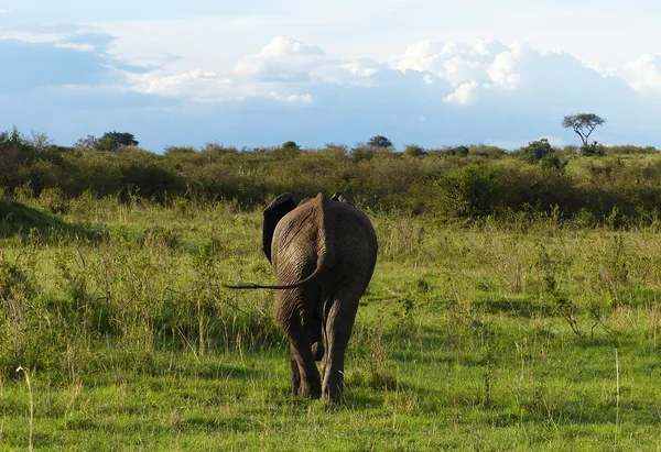 Afrika fili — Stok fotoğraf