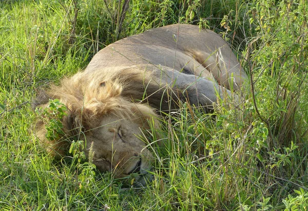 León en África —  Fotos de Stock