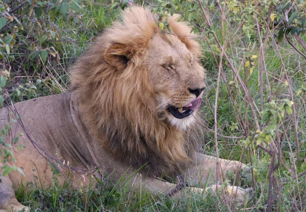 León en África — Foto de Stock