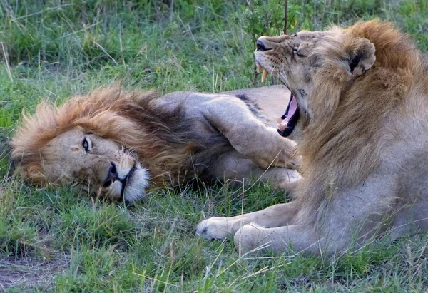 Лев в Африке — стоковое фото