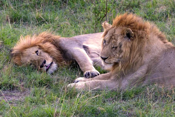 Lion in Afrika — Stockfoto