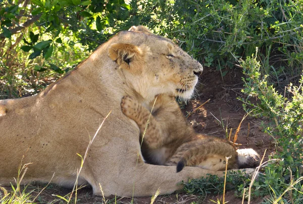 Lion in Afrika — Stockfoto