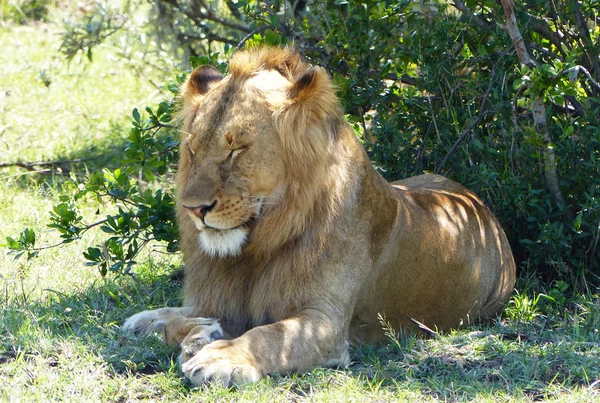 Leone in Africa — Foto Stock