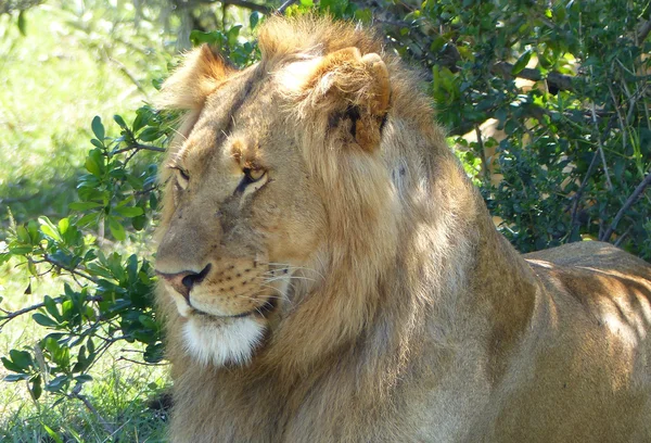 Lion en Afrique — Photo