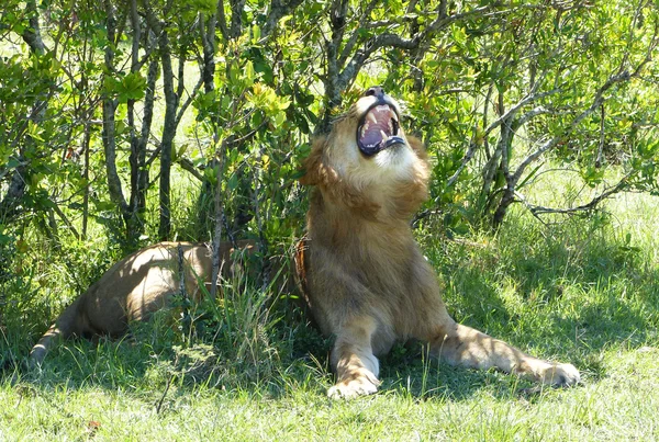 León en África —  Fotos de Stock