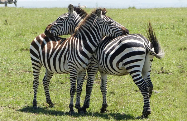 Afrika'da zebra — Stok fotoğraf