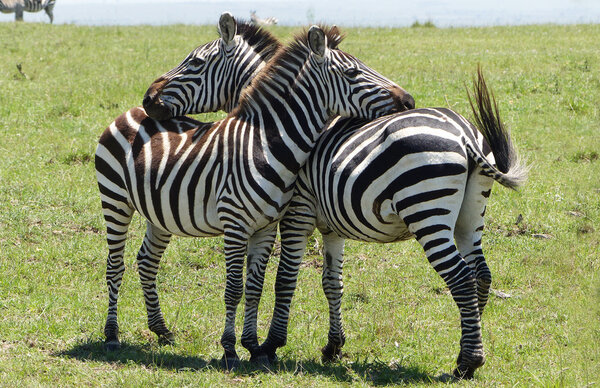 Zebras in the savanna o Africa
