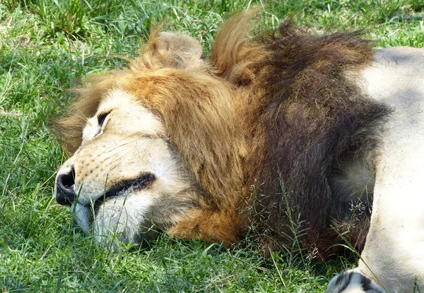 León en África — Foto de Stock