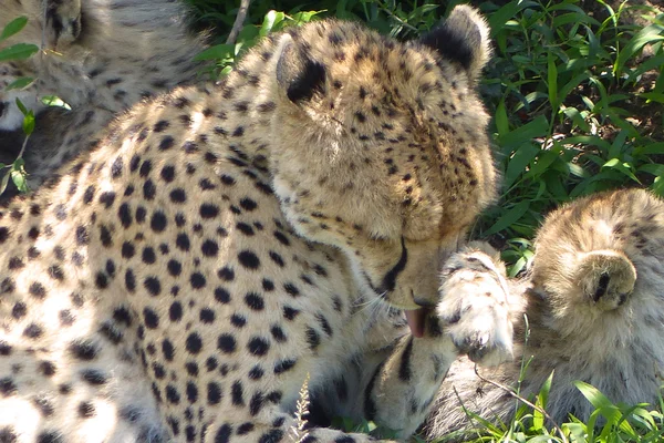 Guépard aux oursons — Photo