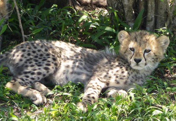 Cheetah with cubs — Stock Photo, Image