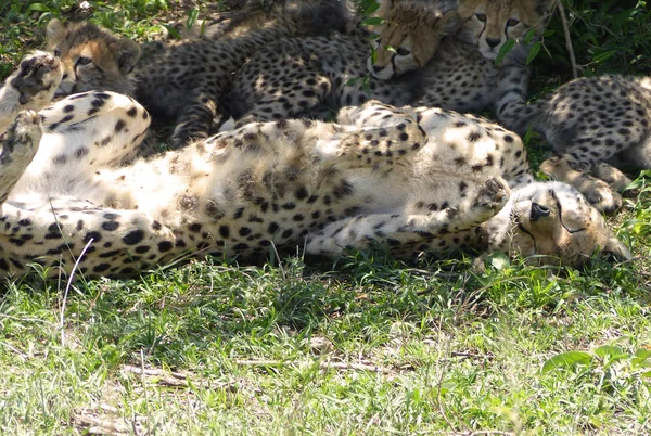 Cheetah with cubs — Stock Photo, Image