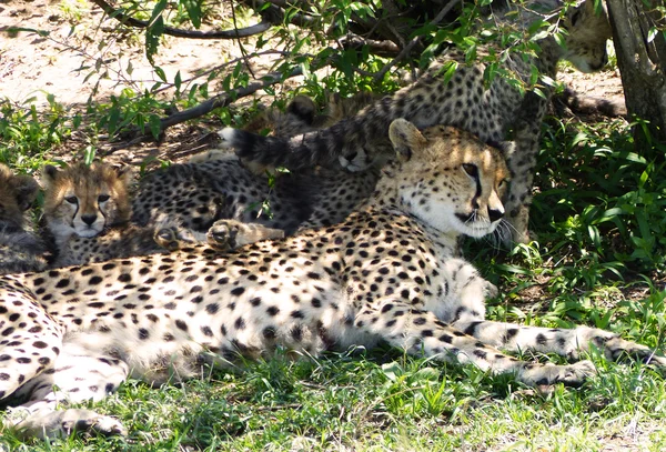 Cheetah com filhotes — Fotografia de Stock
