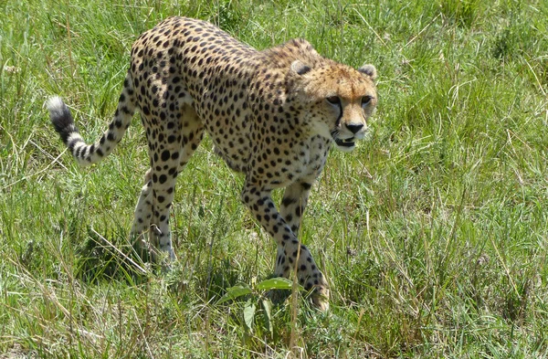 Gepard mit Jungen — Stockfoto