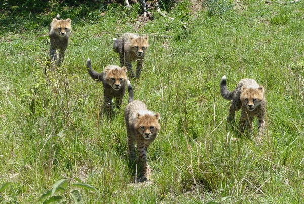 Çita yavruları ile — Stok fotoğraf