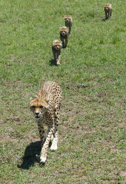 Cheetah com filhotes — Fotografia de Stock