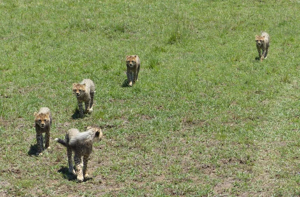 Τσίτα με cubs — Φωτογραφία Αρχείου