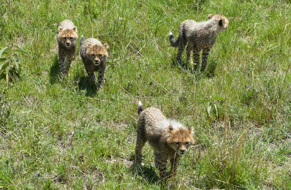 Cheetah med ungar — Stockfoto