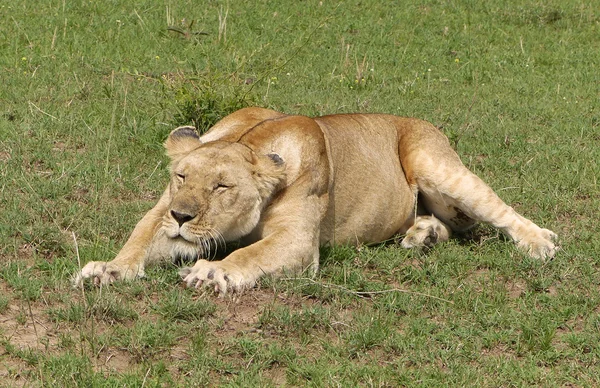 León en África —  Fotos de Stock