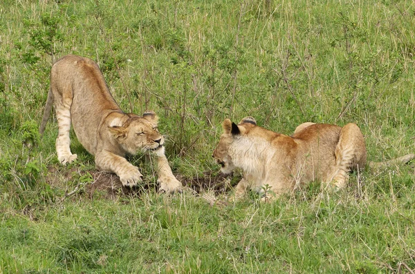 Leul în Africa — Fotografie, imagine de stoc