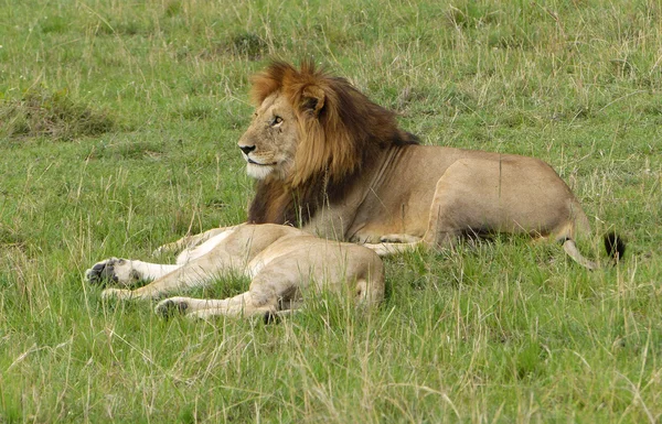 Lion in Afrika — Stockfoto