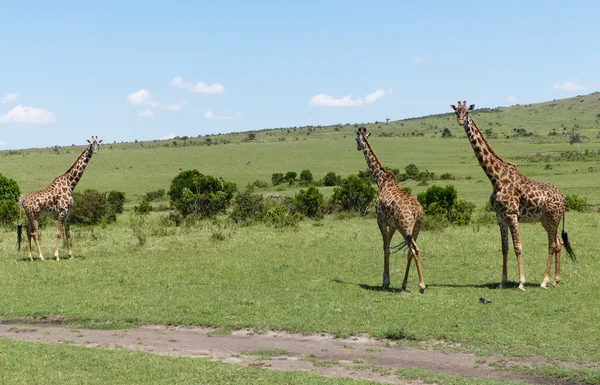 Afrika'da zürafa — Stok fotoğraf