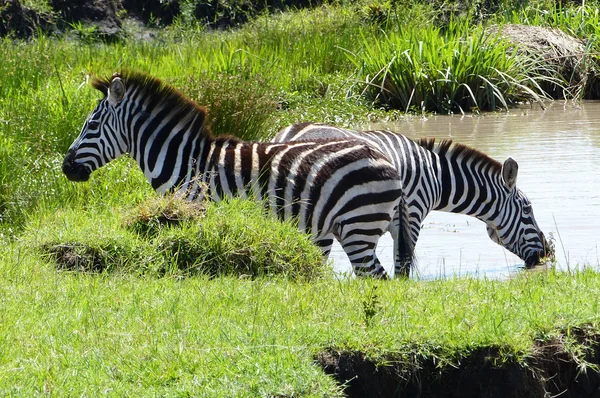 Zebra w Afryce — Zdjęcie stockowe