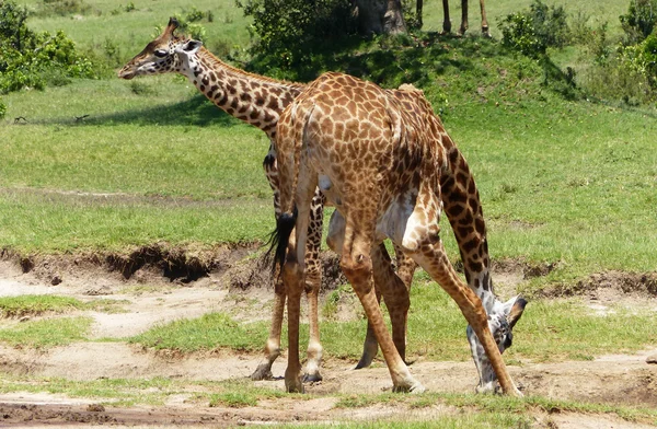 Жирафы в Африке — стоковое фото
