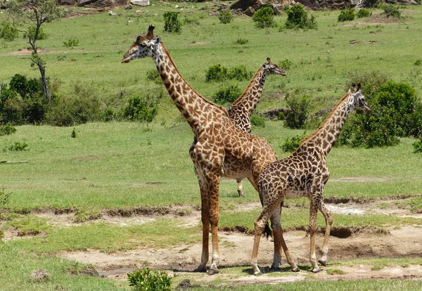 Żyrafy w Afryce — Zdjęcie stockowe