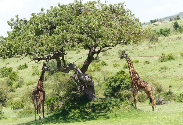 Afrika'da zürafa — Stok fotoğraf