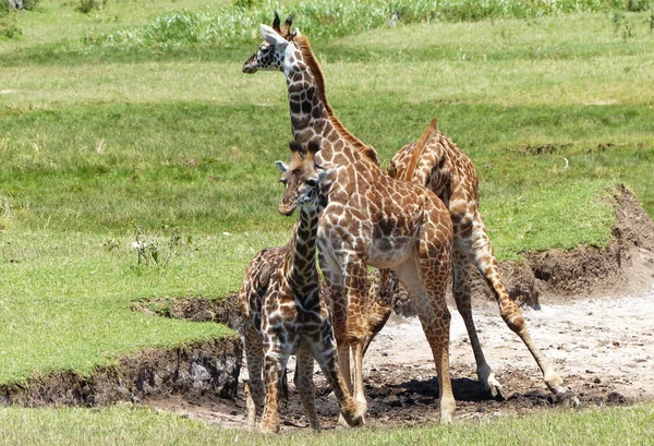 Afrika'da zürafa — Stok fotoğraf