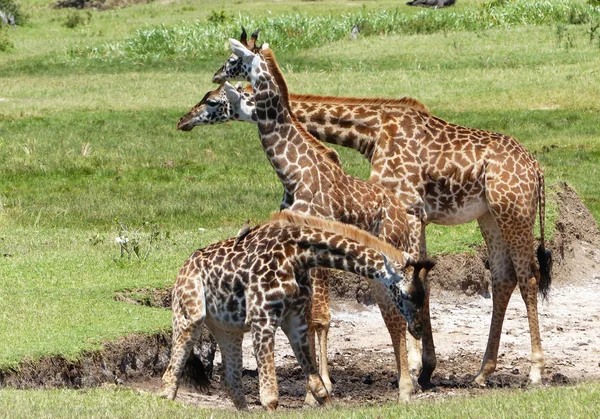 Girafas em África — Fotografia de Stock