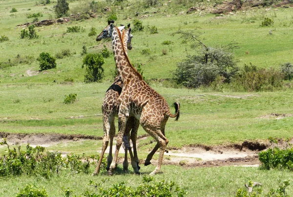 Giraffes in Africa — Stock Photo, Image