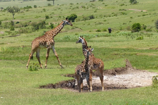 Giraffes in Africa — Stock Photo, Image