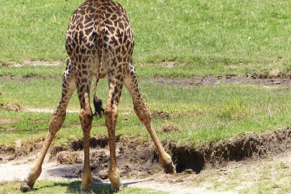 Girafas em África — Fotografia de Stock