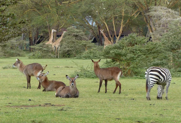 Zebras e antílopes — Fotografia de Stock