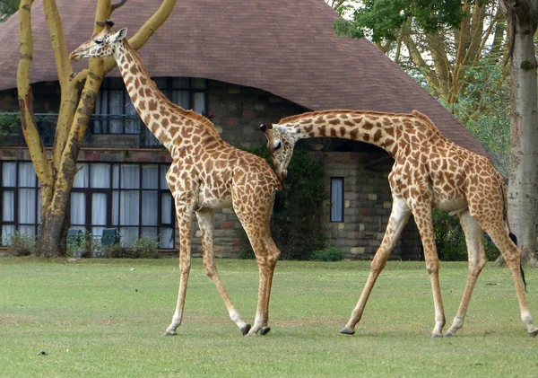 Girafas em África — Fotografia de Stock