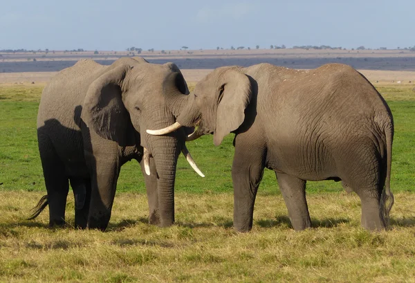 Elefantes en África — Foto de Stock