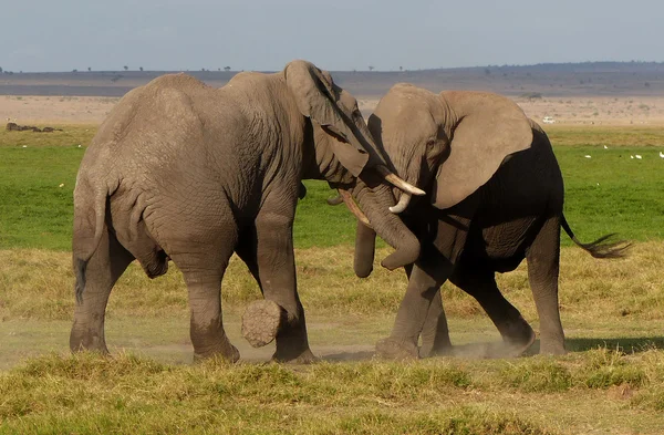 Elephants n Africa — Stock Photo, Image