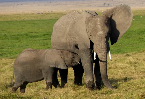 Elefantes en África — Foto de Stock