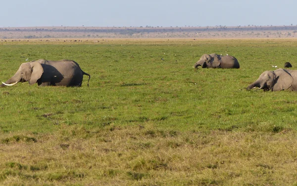 Elefantes en África — Foto de Stock