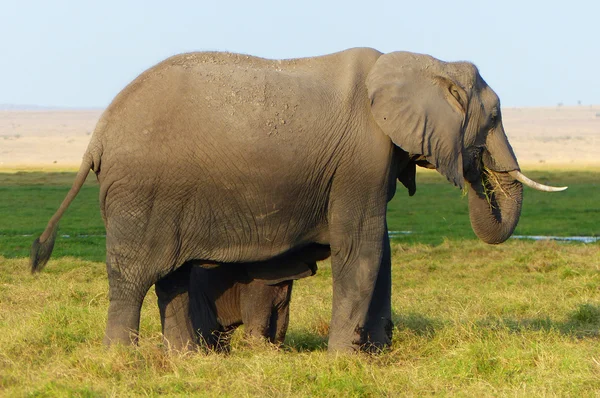 Éléphants n Afrique — Photo