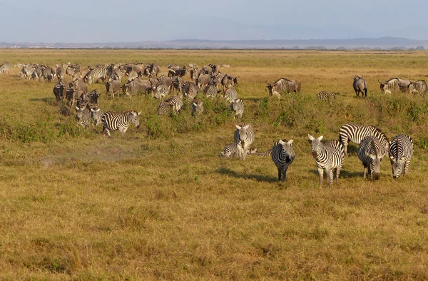 Zebre in Africa — Foto Stock
