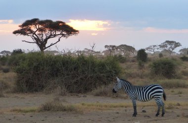 Afrika'da zebra