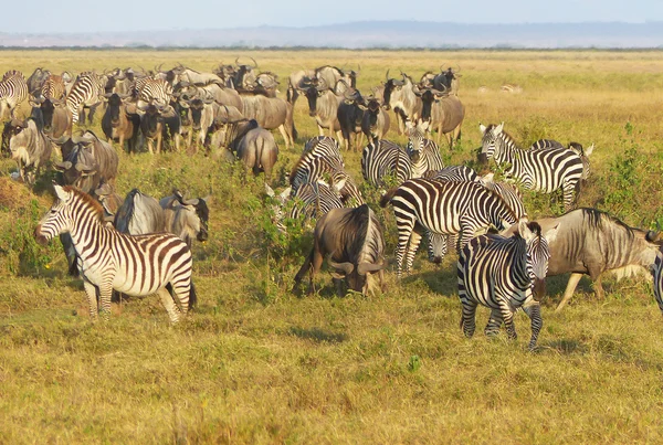 Зебры в Африке — стоковое фото