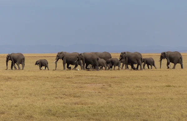 Elefantes en África — Foto de Stock