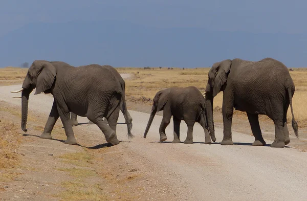 Слоны в Африке — стоковое фото