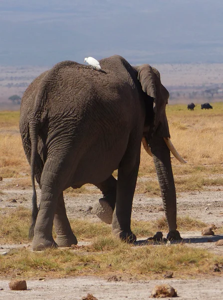 Filler n Afrika — Stok fotoğraf