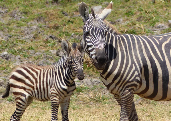 Zebras na África — Fotografia de Stock